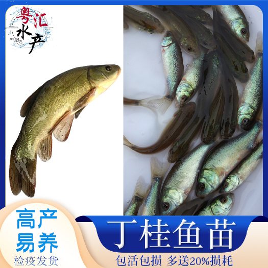 广州丁桂鱼苗 丁岁苗须岁鱼苗 抗病耐寒冷水鱼 快大 规格齐全