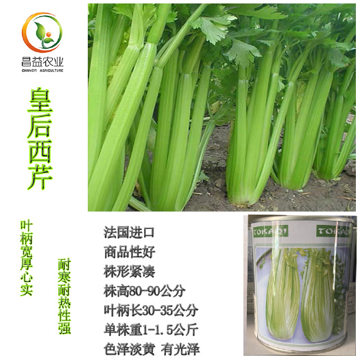 寿光市皇后西芹芹菜种子 皇后西芹芹菜种籽孑 皇后西芹种子