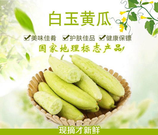 包邮-山东海阳白玉黄瓜白黄瓜水果黄瓜