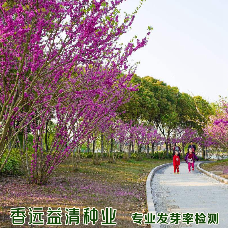 沭阳县紫荆花种子紫荆花新种子包邮新采种子提供种植技术