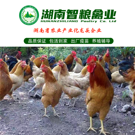 长沙县 （热销）土鸡苗-苏禽-绿壳蛋鸡-包打疫苗-包路损-孵化厂直销