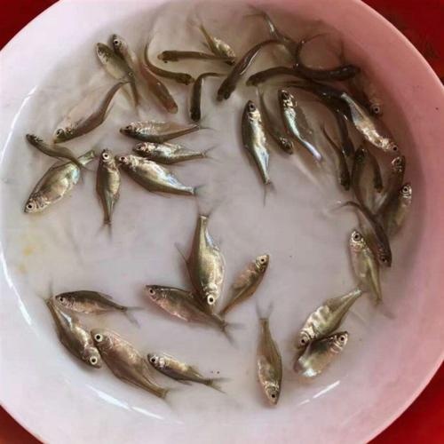 光泽县鲫鱼苗3-5cm量大从优货源充足养殖技术指导自孵水花