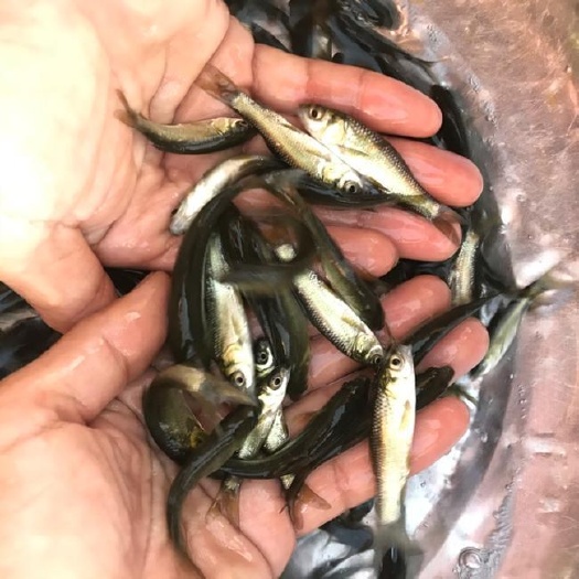 光泽县青鱼苗7-10cm产地直销一手货源 齐规格 低价格