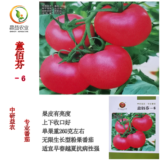 寿光市粉果番茄种子意佰芬-6粉果番茄种籽孑抗病毒西红柿种子