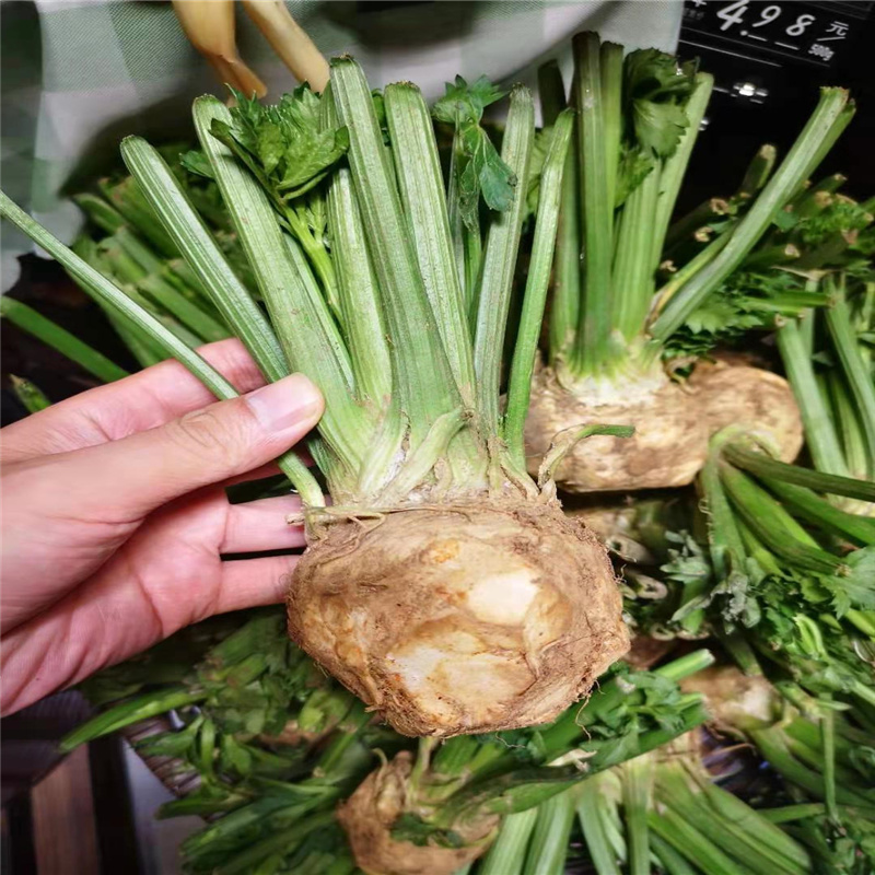 根芹种子  根芹菜种子农田菜园可盆栽脆嫩肉质鲜美专吃根部根芹四季蔬菜籽孑