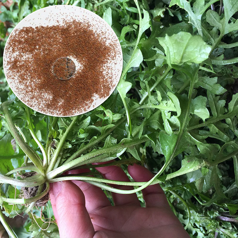 大叶荠菜种子 花叶 高产野菜荠荠菜春秋种植耐寒