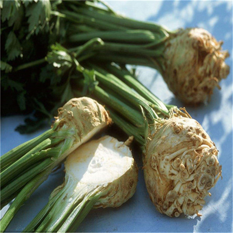 根芹种子  根芹菜种子农田菜园可盆栽脆嫩肉质鲜美专吃根部根芹四季蔬菜籽孑