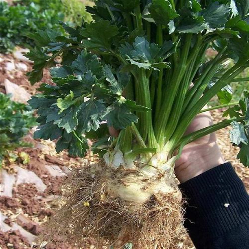 根芹种子  根芹菜种子农田菜园可盆栽脆嫩肉质鲜美专吃根部根芹四季蔬菜籽孑