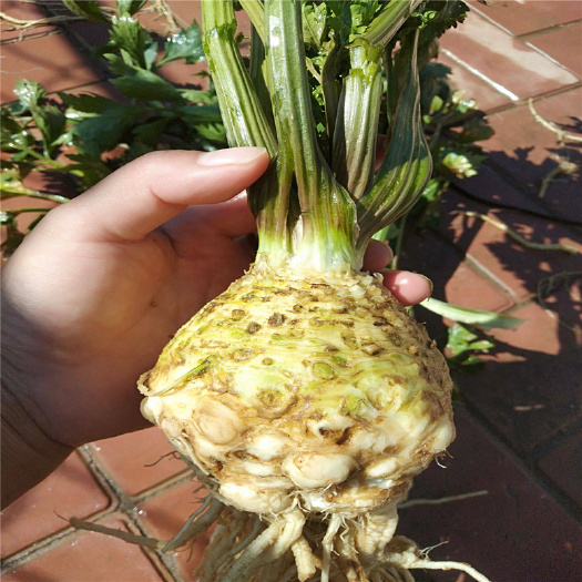 济南根芹种子  根芹菜种子农田菜园可盆栽脆嫩肉质鲜美专吃根部根芹四季蔬菜籽孑