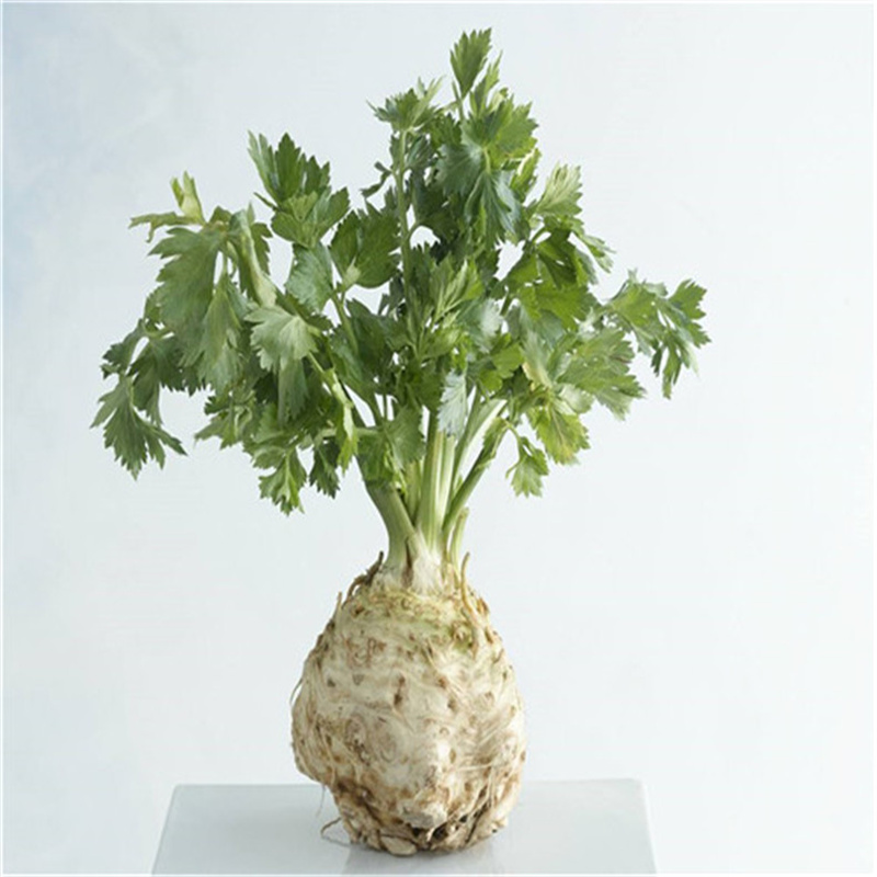 根芹种子  根芹菜种子农田菜园可盆栽脆嫩肉质鲜美专吃根部根芹四季蔬菜籽孑