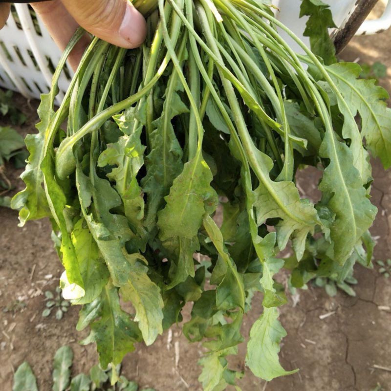 大叶荠菜种子 花叶 高产野菜荠荠菜春秋种植耐寒