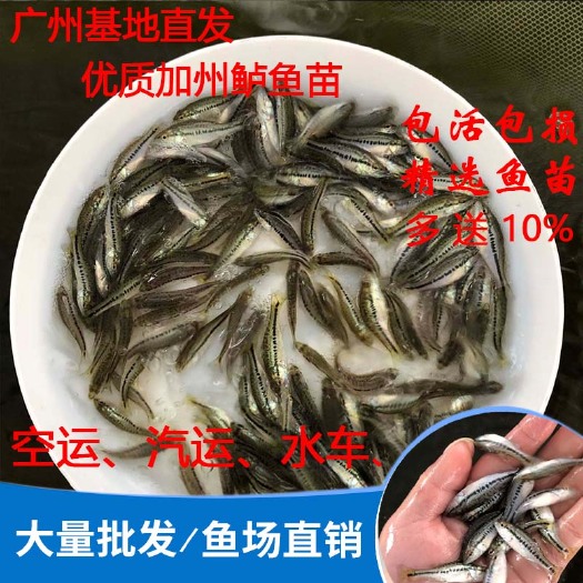 广州 鲈鱼苗优质大口鲈鱼加州鲈鱼苗优鲈三号淡水鲈鱼路亚鱼苗