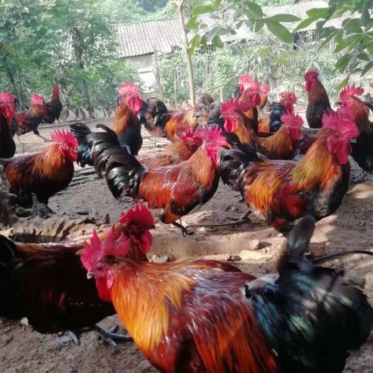 昆明优选纯正大种黑瑶鸡苗 品种纯正 个头均匀 毛色上乘 成活率高