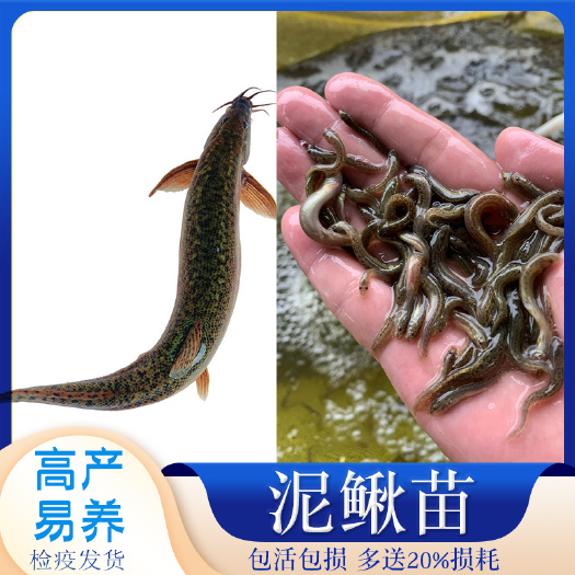 广州 自家苗场优质泥鳅苗批发泥鳅鱼苗成本低收益大苗场技术支持◀