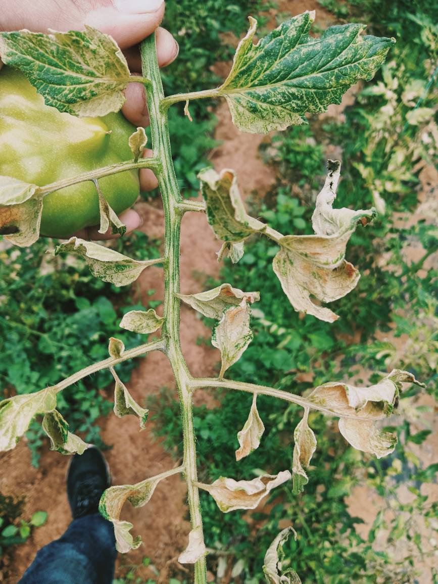 番茄黄萎病叶片图片图片