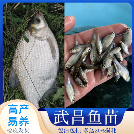 广州 广东武昌鱼鳊鱼苗批淡水三角鳊鱼苗团头舫鱼出售活体渔场供应
