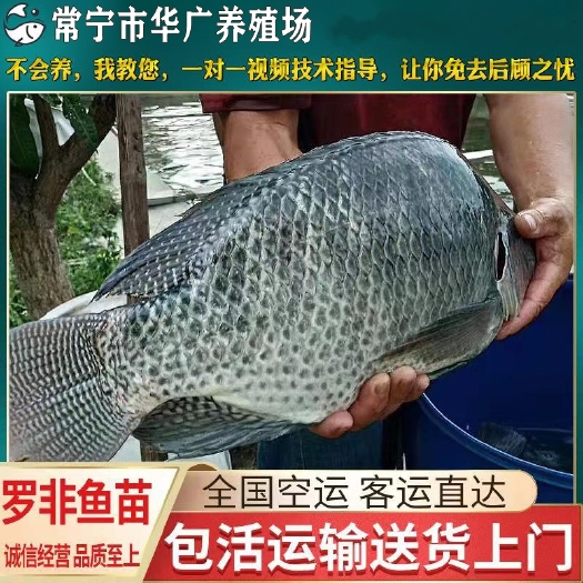 广州大量富罗非鱼 奥尼罗非鱼 新吉罗非鱼苗 寿福鱼 单性罗非鱼苗