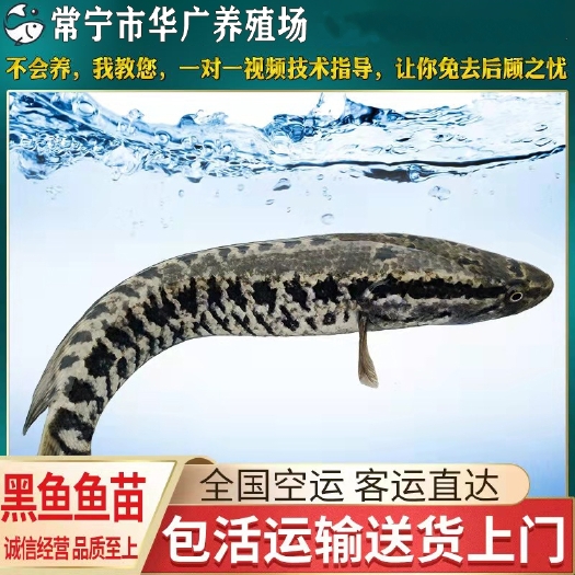 广州乌鳢苗  【好品质】批发黑鱼 生鱼 乌鱼苗 杂交黑鱼鱼苗活体淡水养殖