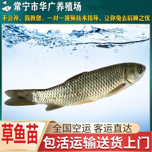 广州基地直销 草鱼 鲩鱼苗 淡水草鱼苗 规格齐全 量大从优