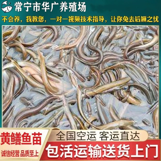 广州黄鳝苗  量大从优 黄鳝 花鳝苗小田鳝苗 小黄鳝 全国配送活体养殖