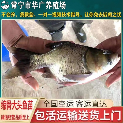 广州【 现货全年供应】缩骨大头鱼 缩骨大头鱼苗 缩骨鳙鱼苗