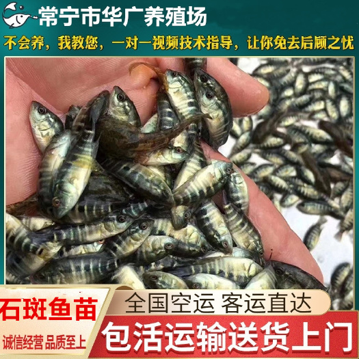 广州淡水石斑鱼 老虎斑鱼苗 东星黑石斑 石班鱼苗 量大从优