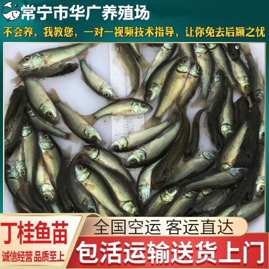 广州鱼苗活体 丁桂鱼苗 丁鱥鱼苗丁岁鱼苗 金鲑鱼苗淡水活体养殖