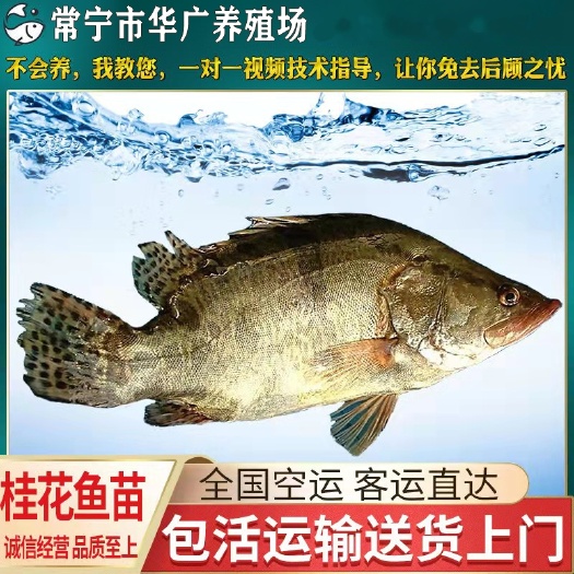 广州桂鱼苗  桂花鱼苗 桂花鱼 鳜鱼苗 花鲫季花鱼苗淡水养殖活体
