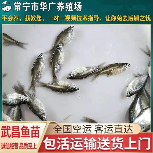 武昌鱼苗  优质武昌鱼 批发鯿鱼苗 缩项鳊鱼苗 淡水活体鱼苗
