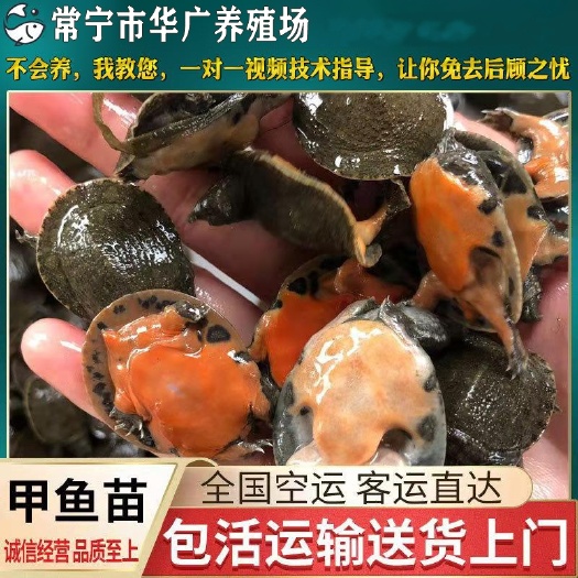 广州甲鱼苗  甲鱼 水鱼苗 团鱼苗 小甲鱼 龙鱼 活体饲料 淡水活体