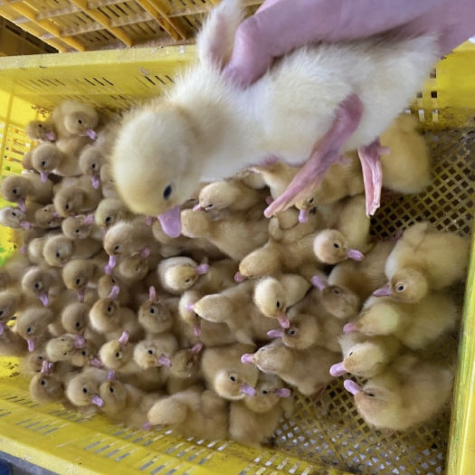 昆明白鸭苗  优质桂柳鸭苗樱桃谷鸭苗 发货快包打疫苗
