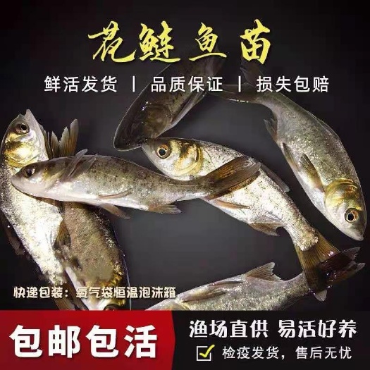 广州大头鱼鱼苗  广州华广水产渔场直供花鲢鱼苗 大头鱼苗 鳙鱼苗