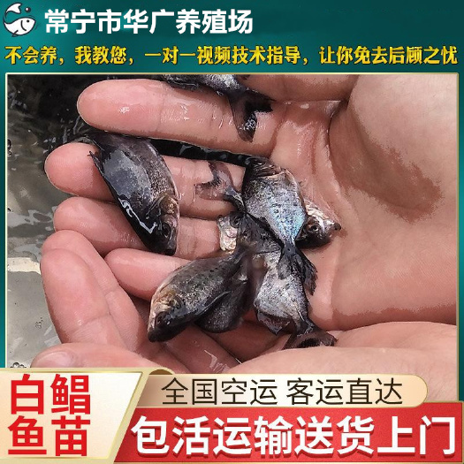 广州鲳鱼苗  【大量供应】淡水白仓鱼苗 淡水大白鲳 人工养殖各类优质鱼苗