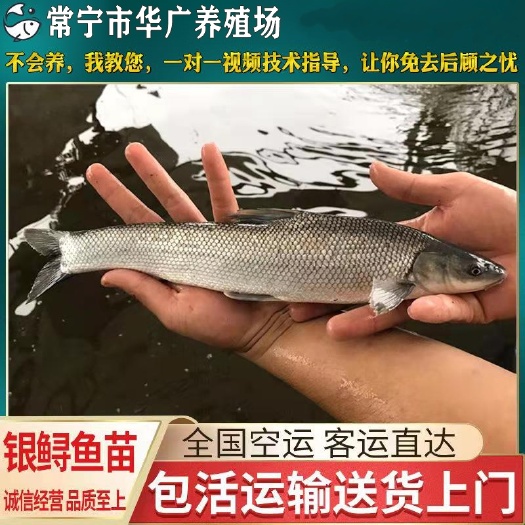 广州银雪鱼苗  银鳕鱼 淡水 银鳕鱼苗 大鳞鲃鱼苗 乌兹别克斯坦银鳕鱼