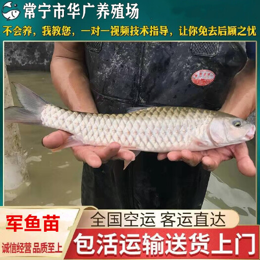 广州光倒刺鲃鱼苗  大量供应青竹鲩鱼苗 水产养殖军鱼批发 淡水军鱼苗活体供应