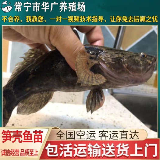 广州大量批发 笋壳鱼 淡水笋壳鱼苗批发 现货销售 鱼苗活体