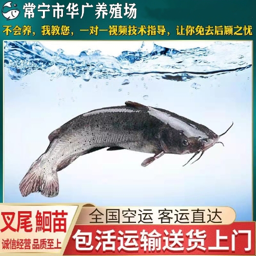 广州叉尾鮰鱼苗  公司直销优质 叉尾鮰 斑点叉尾 鮰鱼苗 钳鱼 叉尾鱼苗批发