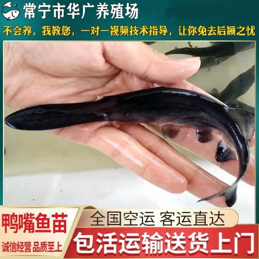 广州鸭嘴鱼苗 鸭嘴鲟鱼苗  鱼苗 长嘴鱼 鸭嘴鱼 小鸭嘴鱼活体淡水