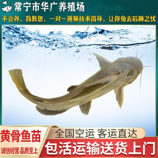 广州优质黄颡鱼苗 黄骨鱼 黄丫头鱼 黄辣丁鱼苗昂刺鱼苗活体