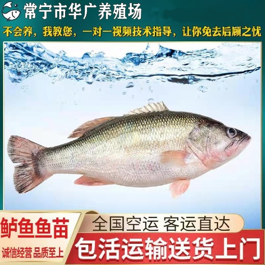 广州大口鲈鱼 加州鲈鱼 七星鲈鱼苗 加州鲈鱼苗 量大从优