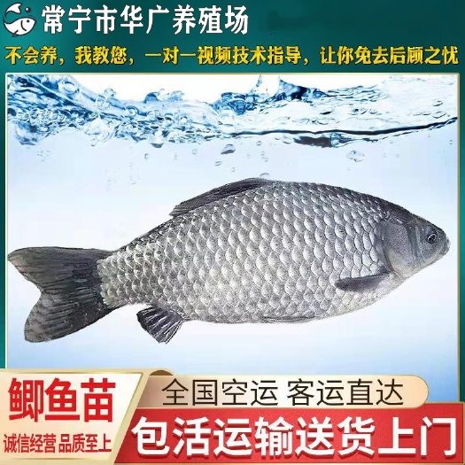广州大量鲫鱼批发 中科5号 白鲫鱼苗 银鲫鱼苗湘云鲫鱼活体土鲫鱼