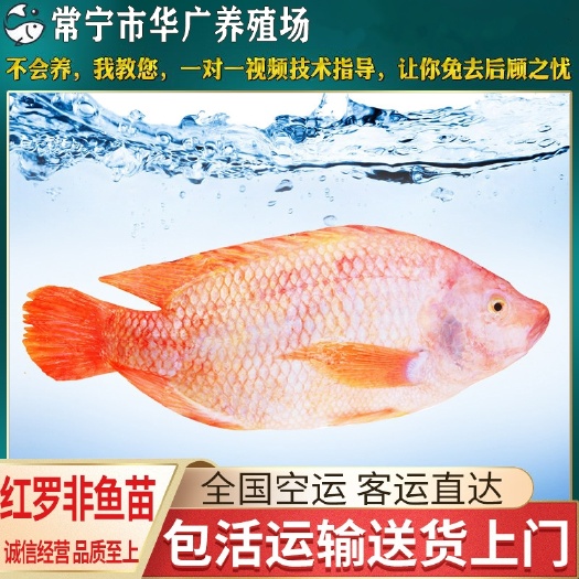 养殖场观赏红罗非 红罗非鱼苗 福寿鱼供应 养殖水产活体