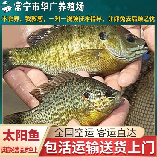 广州太阳鱼苗批发，杂交蓝鳃太阳鱼苗现货供应