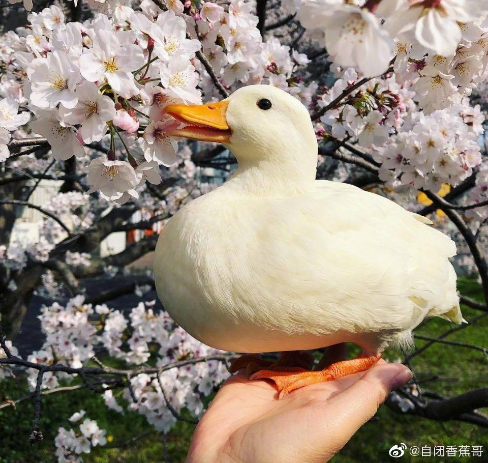 （烧鸭专用）水鸭、白鸭