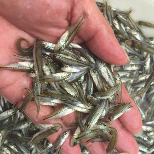 光泽县鲈鱼苗2-7cm源头直供  大量优质 货源充足