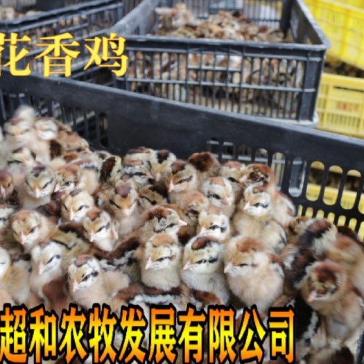 昆明土鸡苗 茶花鸡