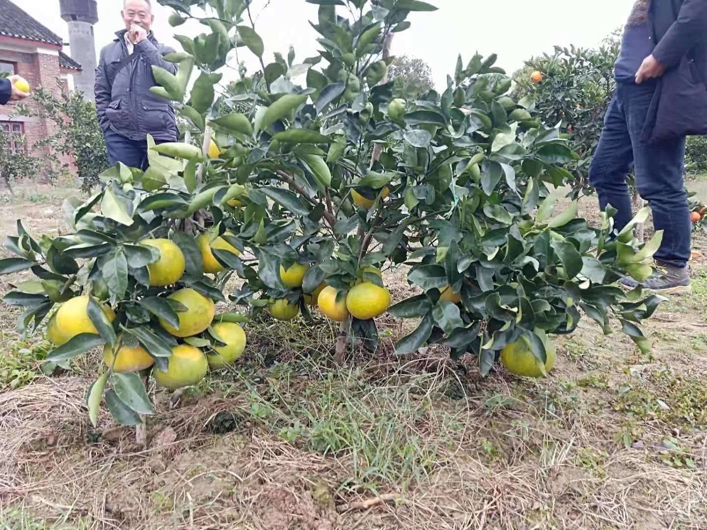 葡萄柚苗 果肉味甜無苦味 柔軟多汁 耐貯藏