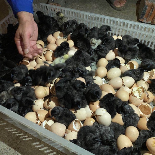 昆明快大型乌鸡苗 黑毛乌鸡苗  快大型肉鸡苗
