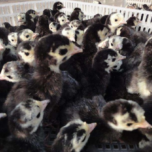 昆明正宗青铜火鸡苗  品种纯正 假一赔十