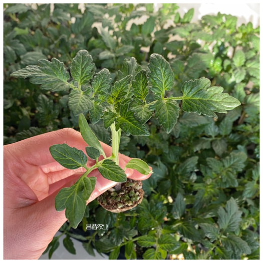 寿光市 大红西红柿直根苗，嫁接苗大红番茄苗，抗病毒高产早熟红果番茄苗